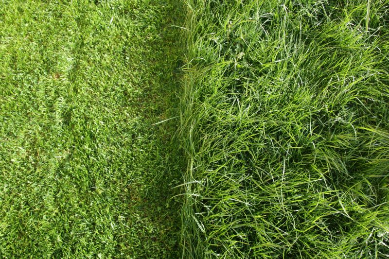 Close-up of Mowed Grass