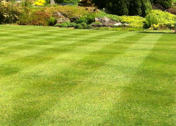Commercial Grass Cutting in Huntington Station