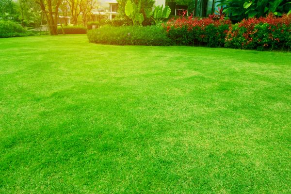 Grass Maintenance Service