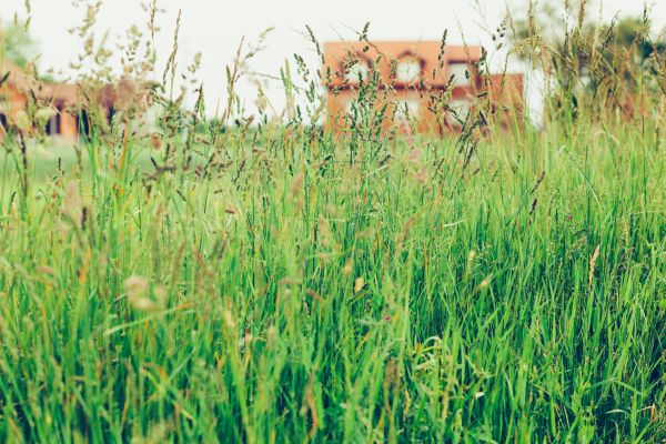 Long Grass Maintenance