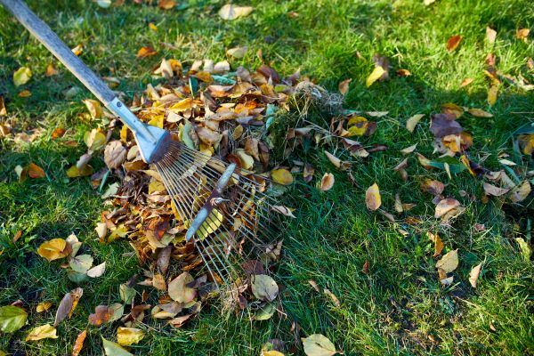 Fall Grass Care