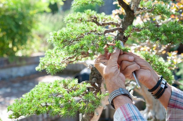 Leaf Cutting